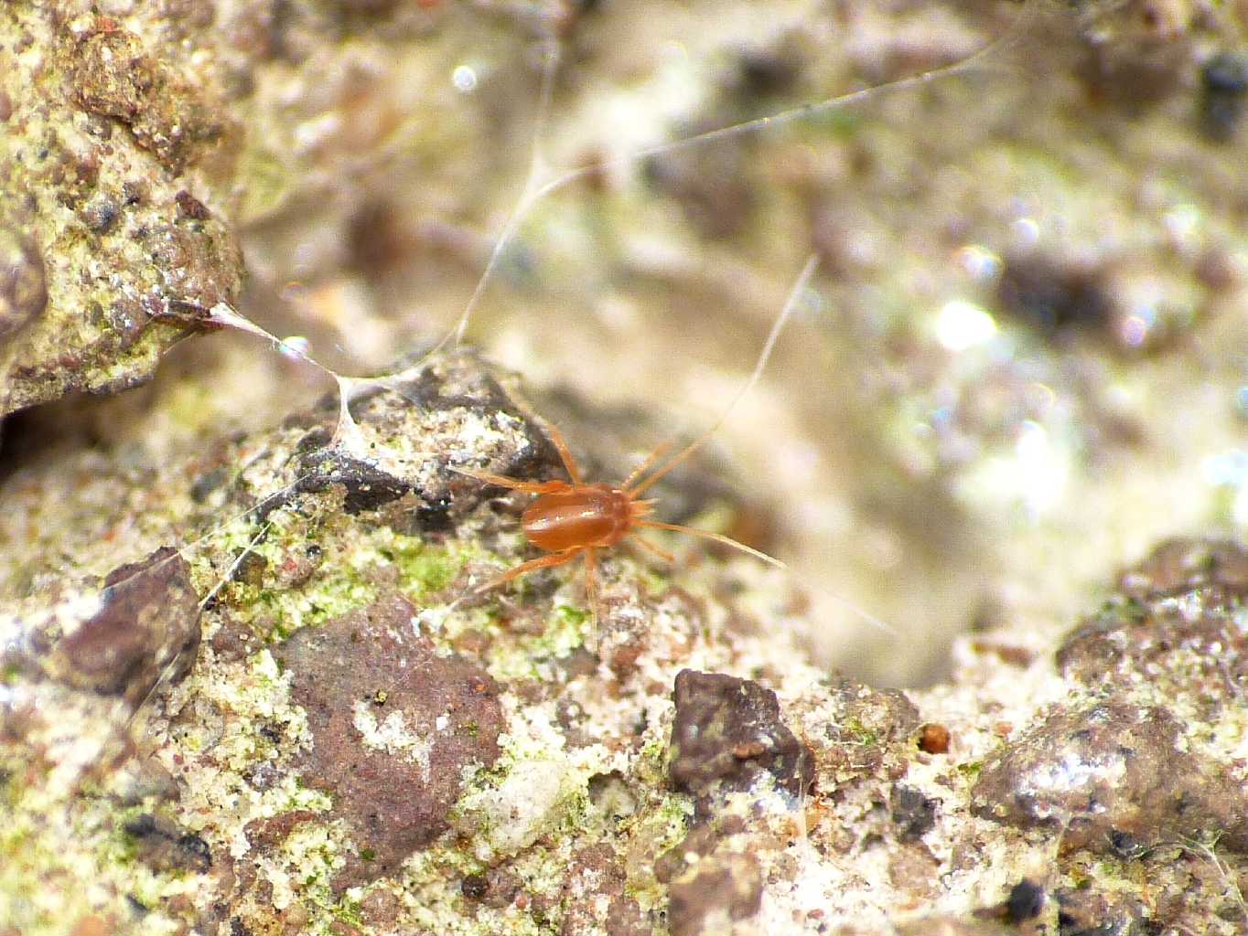 Linopodes (Eupodidae) - Roma